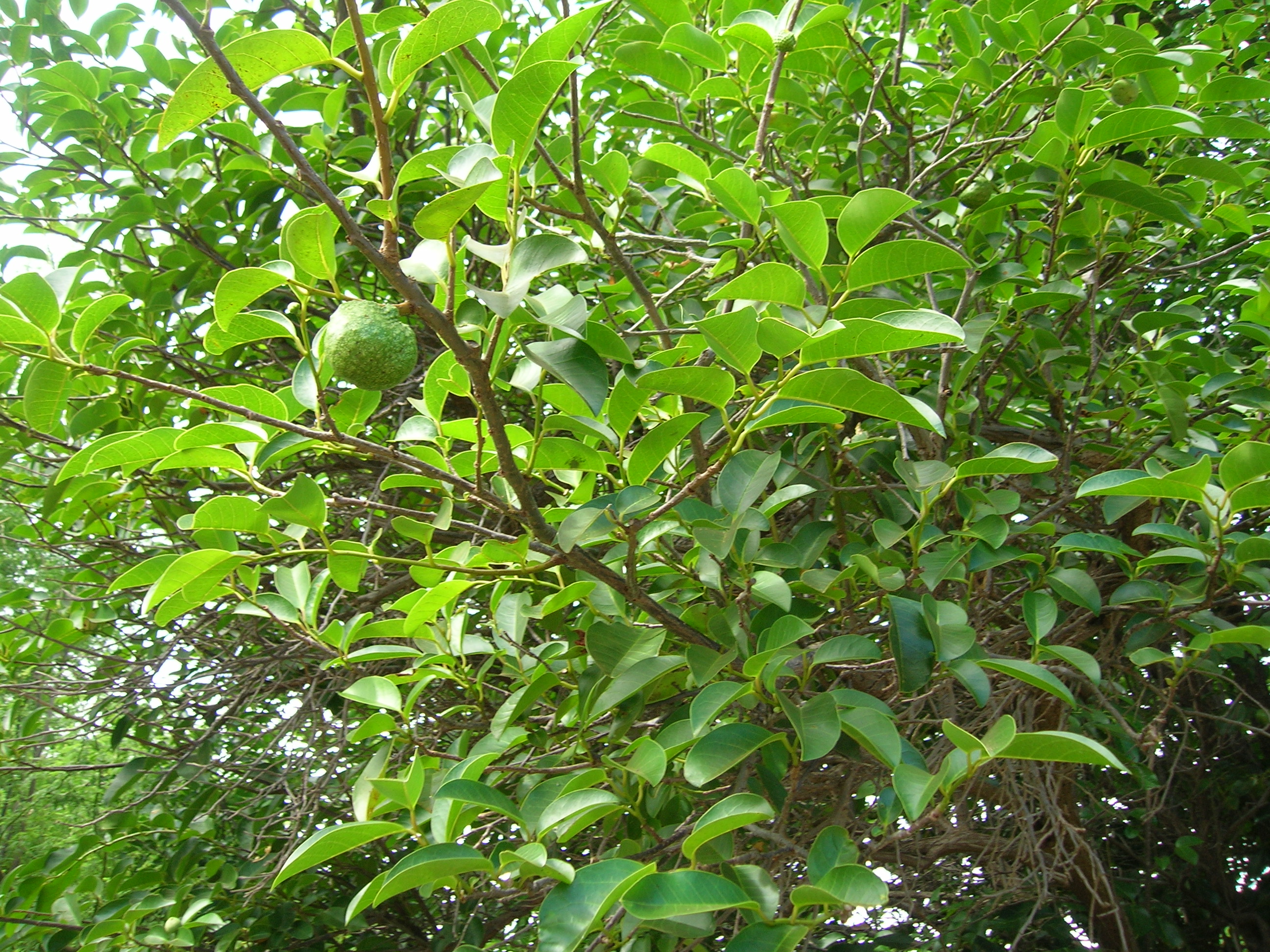 سیب دریاچه - معرفی درختان میوه